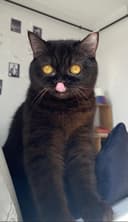 berkeak