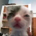 ate