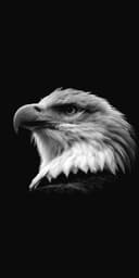 Dienc