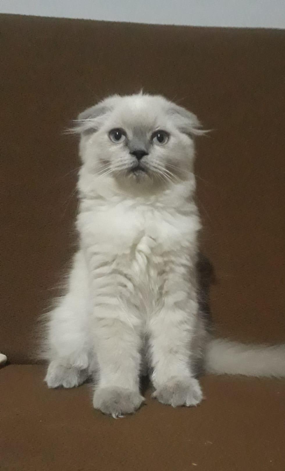 morpuma