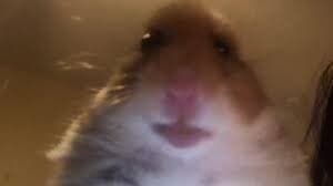 MrsZaki