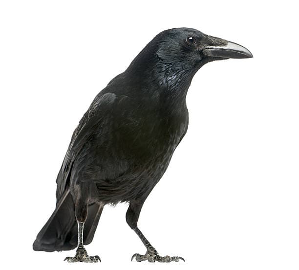 mukallig