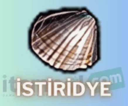100 İSTRİDYE