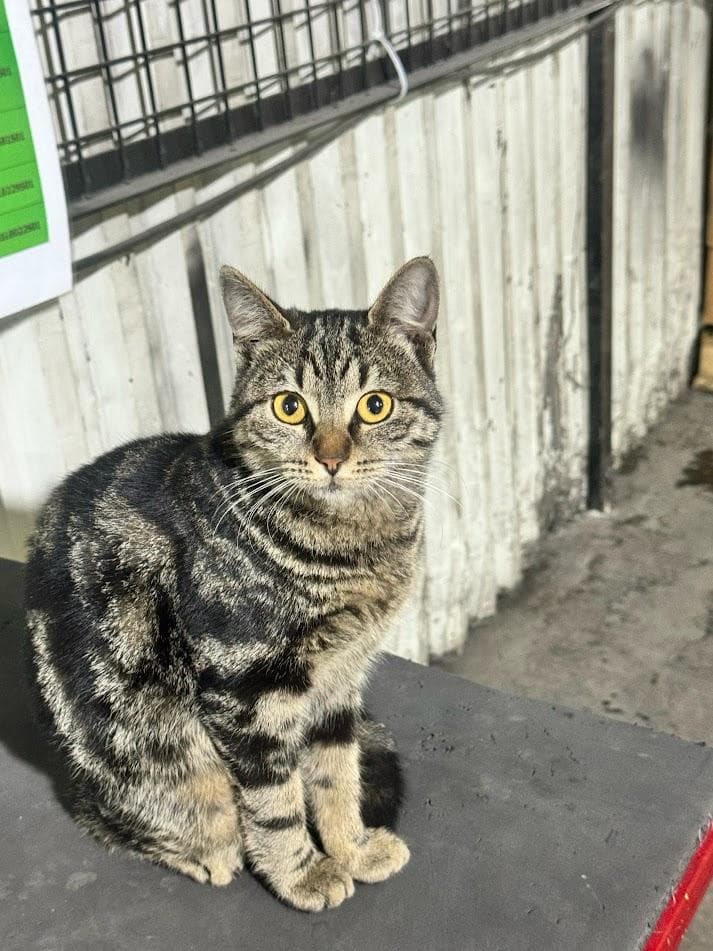 66 WON