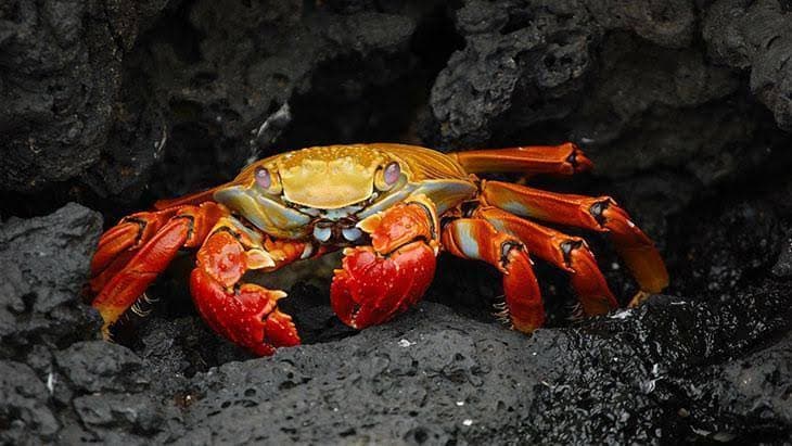YABBİE-PALAMUT-ALTIN SUDAK-KADİFE BALIKLARI SATILIR