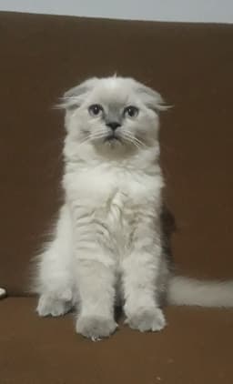 morpuma