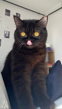 berkeak