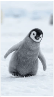 gokanamca