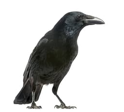 mukallig