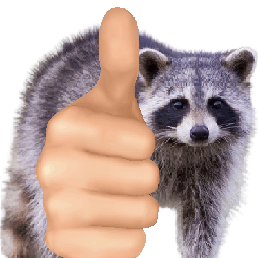 raccoonyang